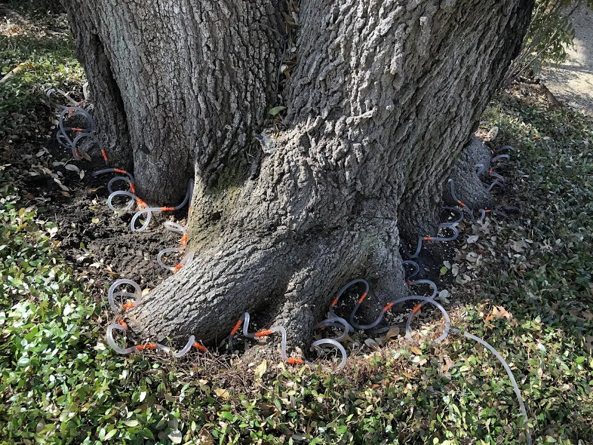 Detailed Tree Cabling and Bracing job site in Peck
