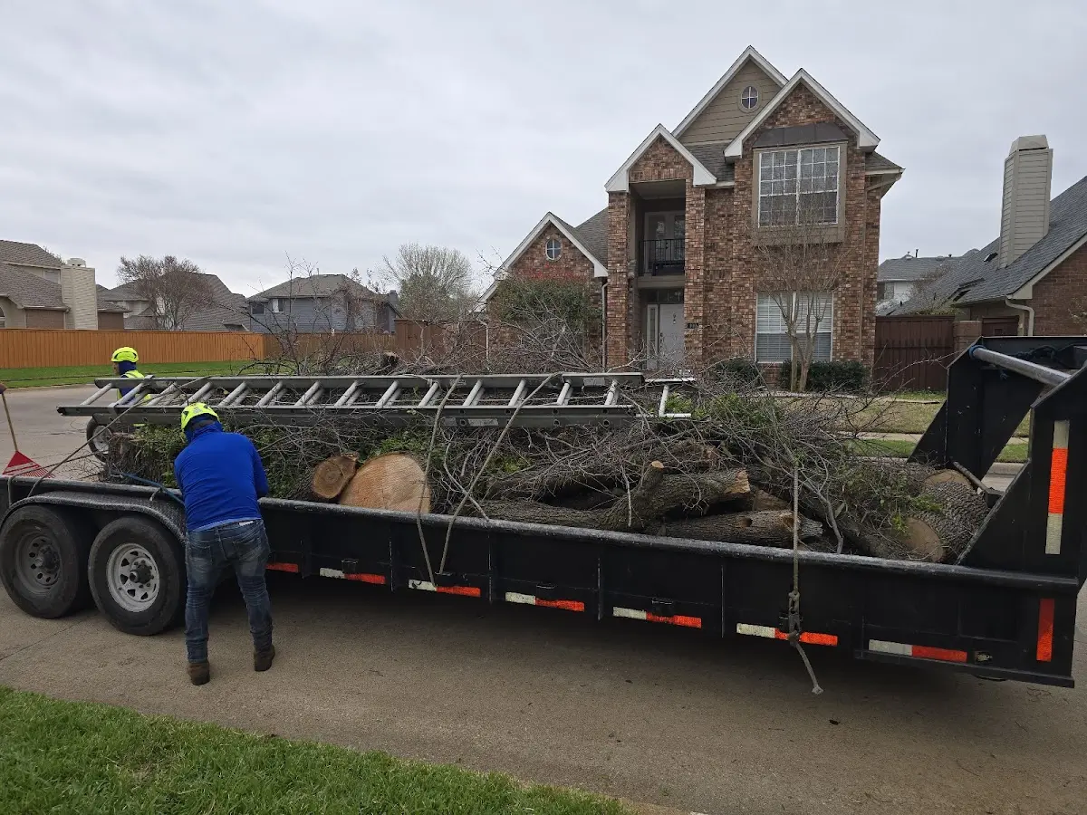 Expert Tree Removal with proper safety equipment in Peck